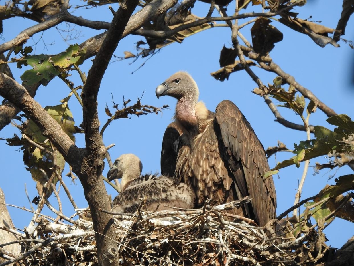 25 vultures of the breeding center will roam in the open sky, GSM will be tied on their legs to keep an eye