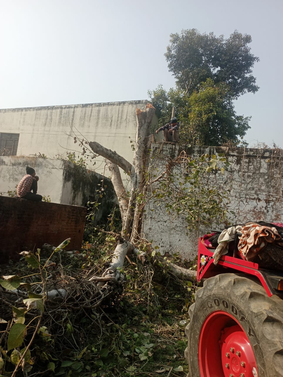 Police was called after seeing a peepal tree being cut