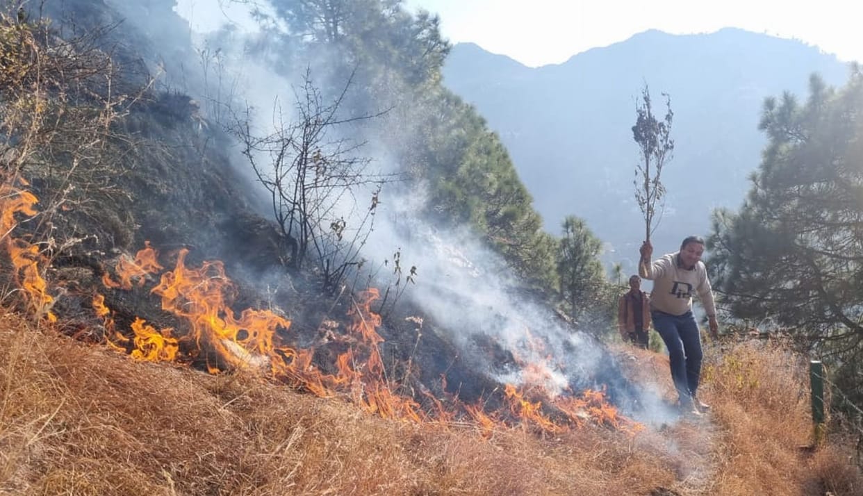 Forest wealth burnt on five hectares of land in Rajauli