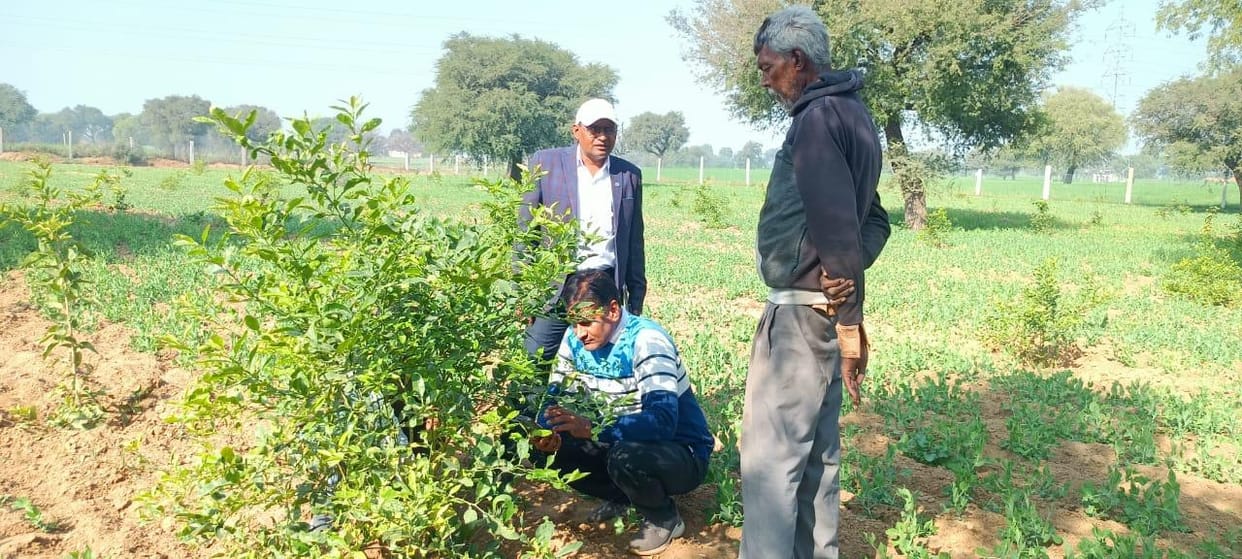 Farmers should immediately break native divide in citrus fruit plants: Dr. Mukesh