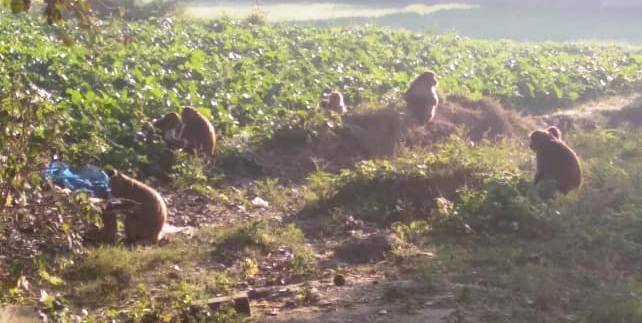Monkeys are destroying farmers' crops in the fields, farmers are worried