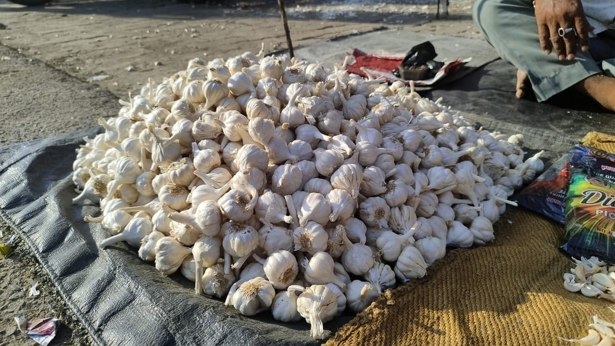 Don't go on the shine...this garlic can make you sick