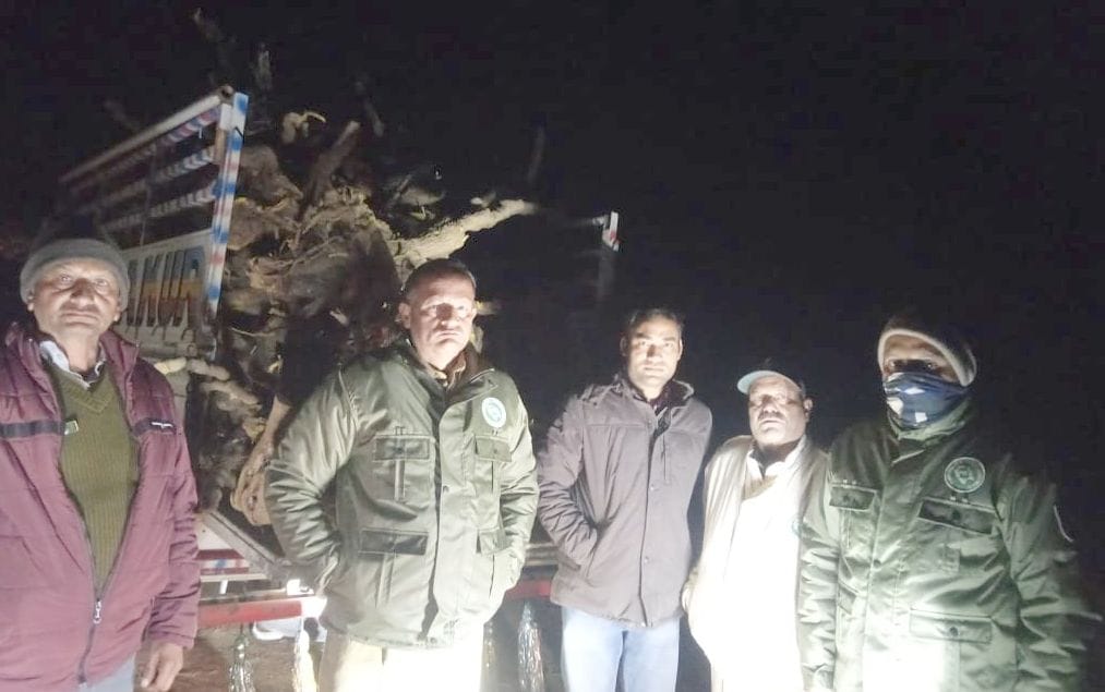 Pickup carrying Kashmal roots seized at night