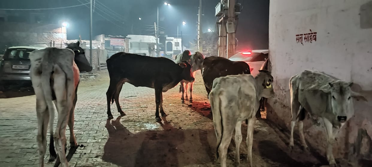 The tender for catching destitute animals has not been floated again, the council will float it afresh.
