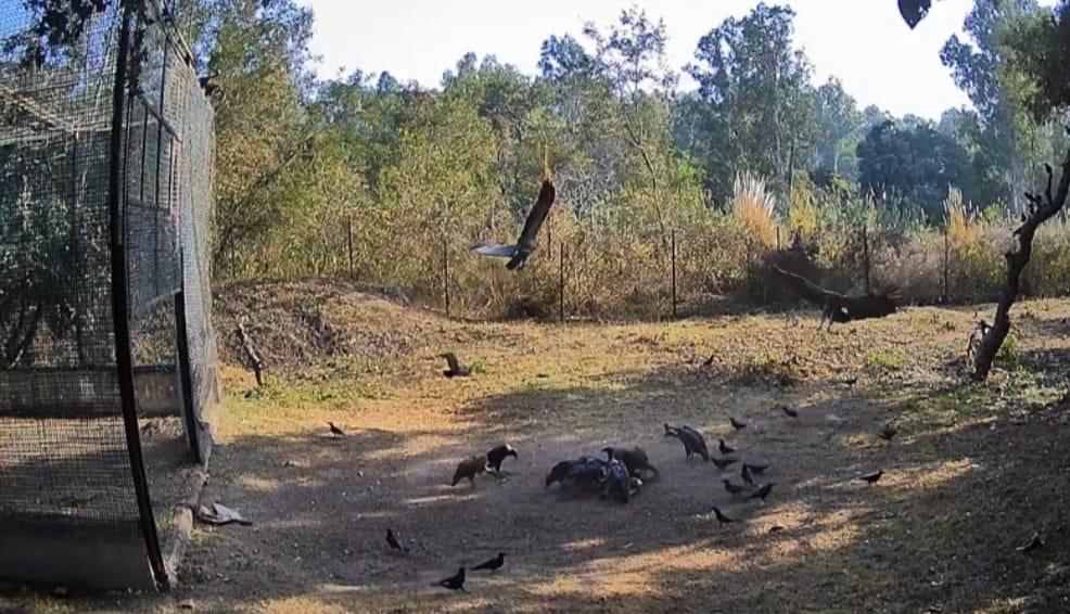 The vultures locked in the cage were not used to flying, out of 25 released, only seven flew