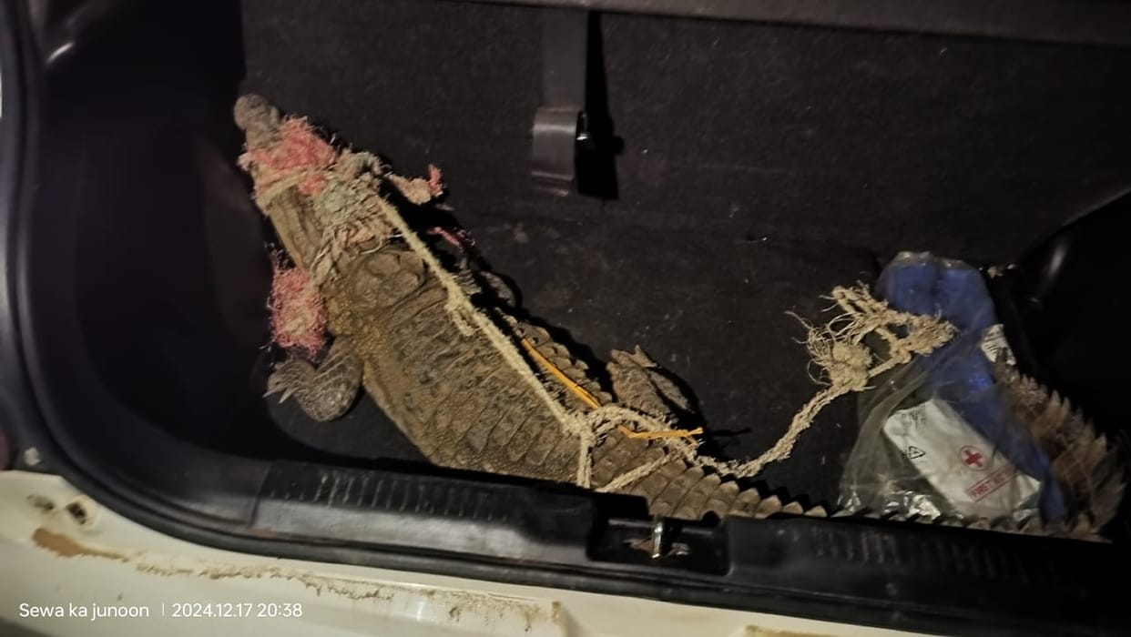 Villagers caught crocodile in the pond