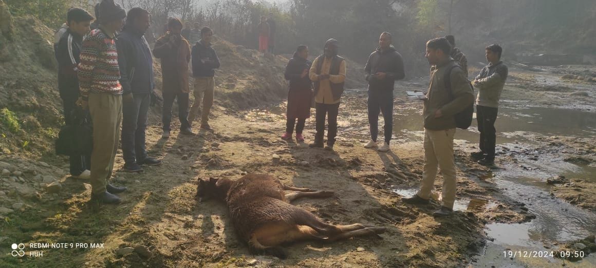 Sambar fell in BBMB canal near the buggy