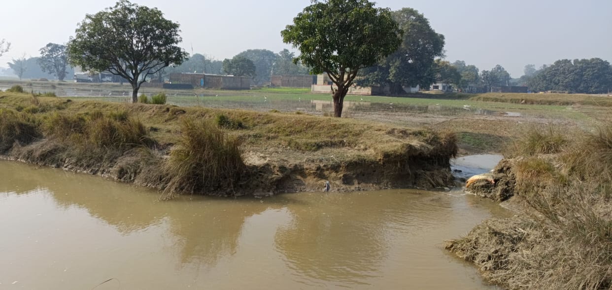 250 bigha wheat crop lost due to cutting of Sohna branch