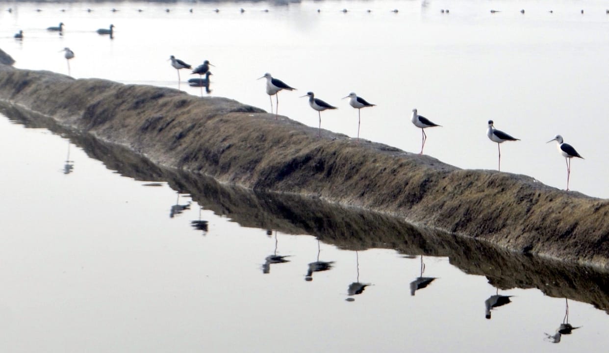 Mamur lake is echoing with the chirping of migratory birds