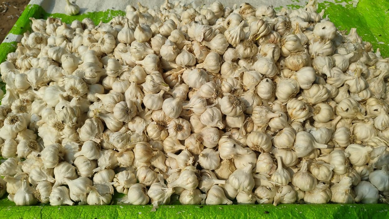 Chinese garlic worth Rs 1.5 crore consumed in Sahalag