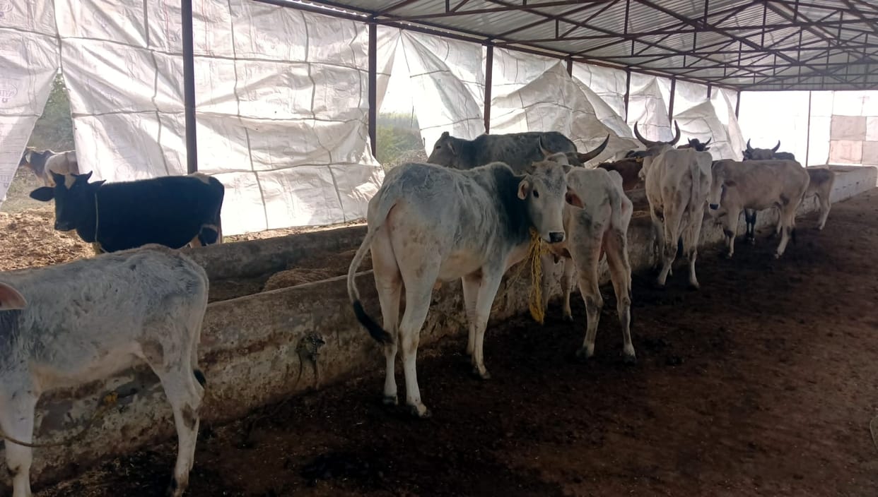 Arrangements in the district's Gaushalas are in a bad state, animals are suffering due to cold