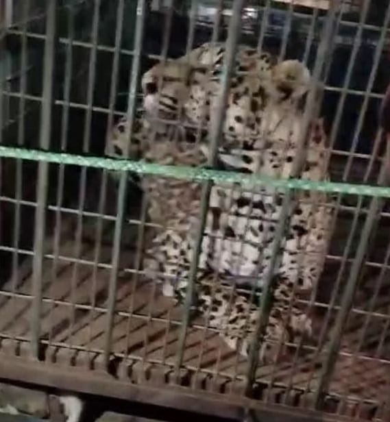 Leopard caught after four hours of effort