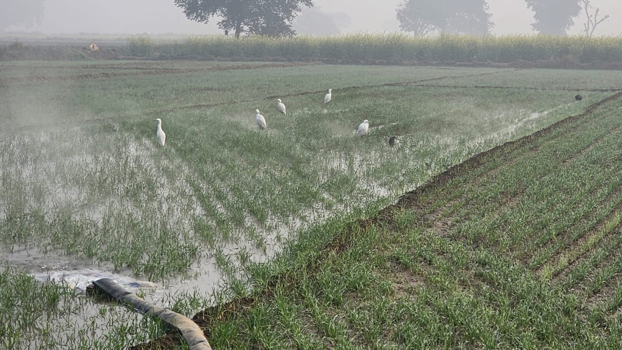 Cold increased with fog, benefit to mustard and wheat crops