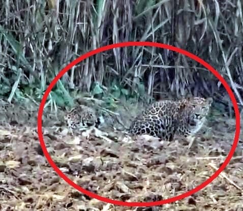 Farmer caught a pair of leopards seen in the field on camera