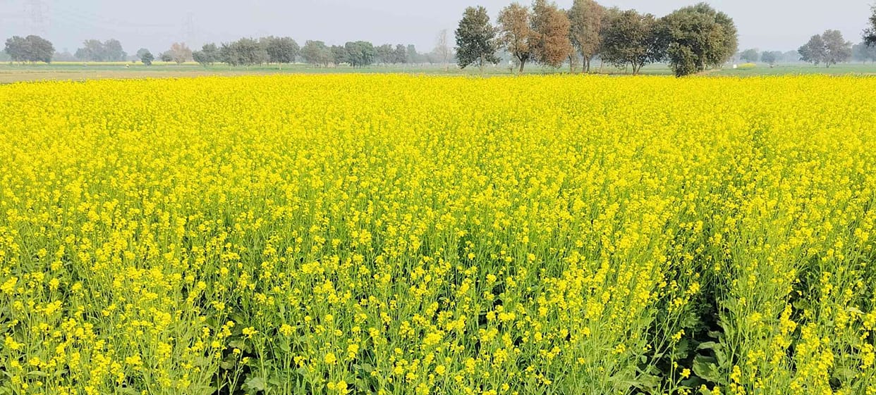 Farmers are worried about the spread of disease in mustard crop