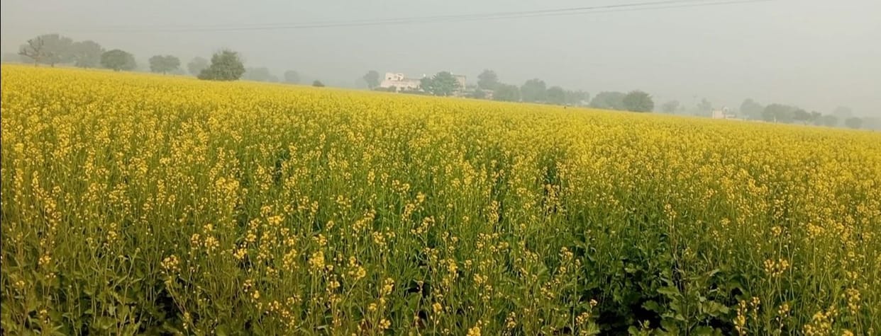 Farmers are less inclined to get insurance, 959 registered so far