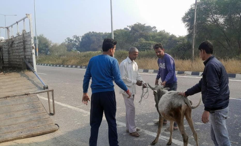 Roaming cows sent to cowshed