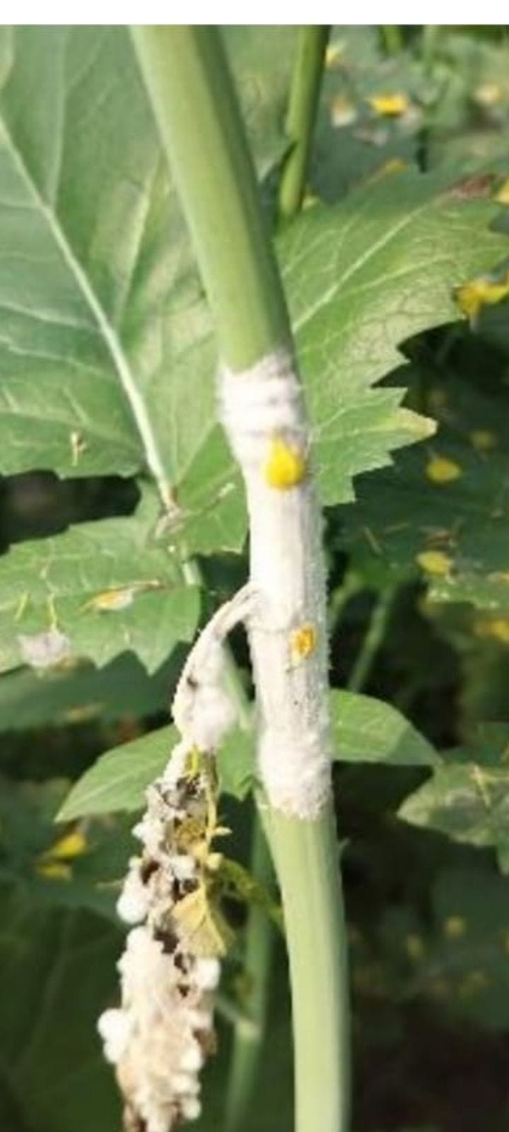 Fear of white rust disease in mustard