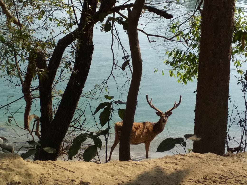 Kishanpur Sanctuary is very much liked by the tourists