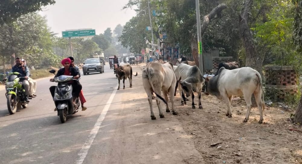 Animal left on the roads...passersby's lives in danger