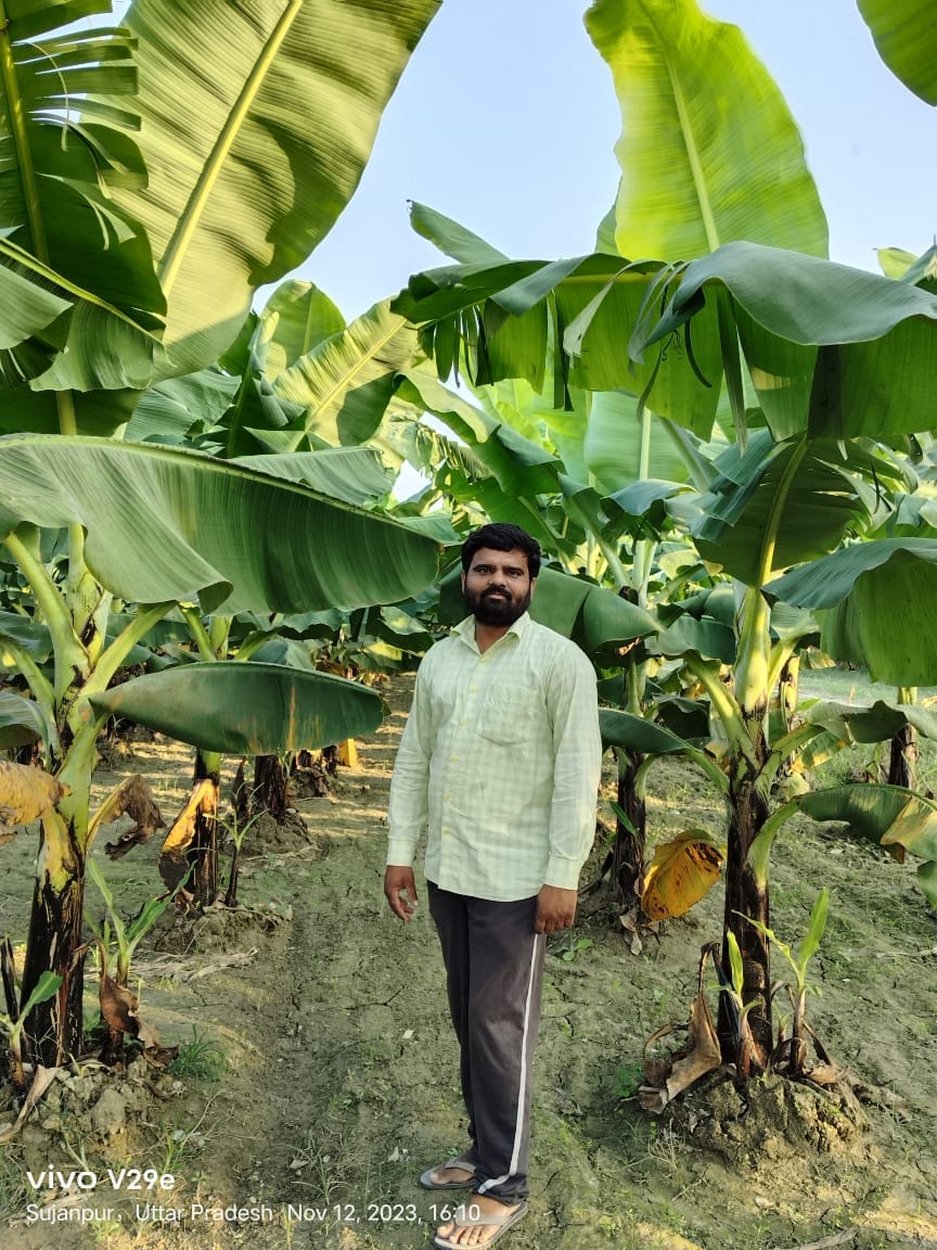 Farmers are making Dhaurahara proud by growing banana along with sugarcane.