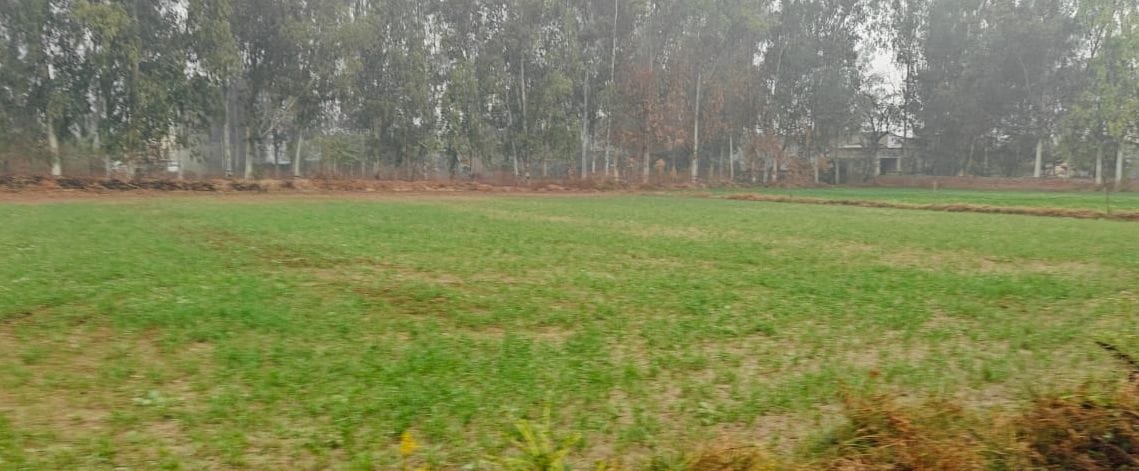 Cold increased due to drizzle, crops will benefit