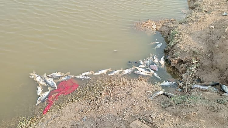 Thousands Of Fish Died Due To Low Water Level In Blue Bird Lake - Hisar ...