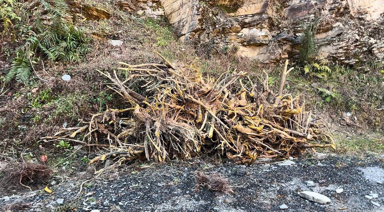 Rs 32,000 fine for removing Kashmal roots from forest land