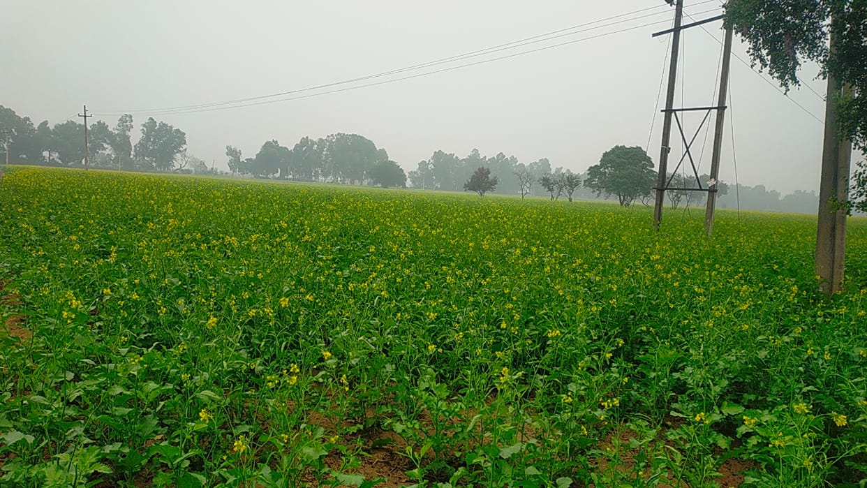 Coldness increased due to drizzle, shivering due to cold wind