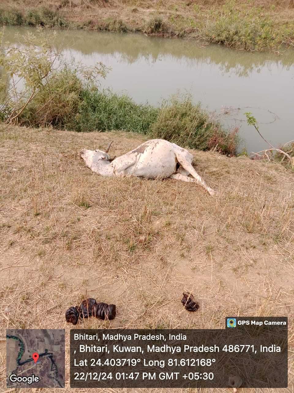 A large number of dead cattle were seen in Panna Pahari Falls