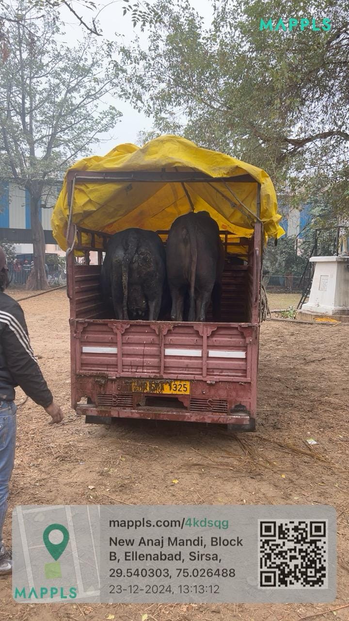 Municipal Council called special team from Hisar, caught 90 animals in cold and rain