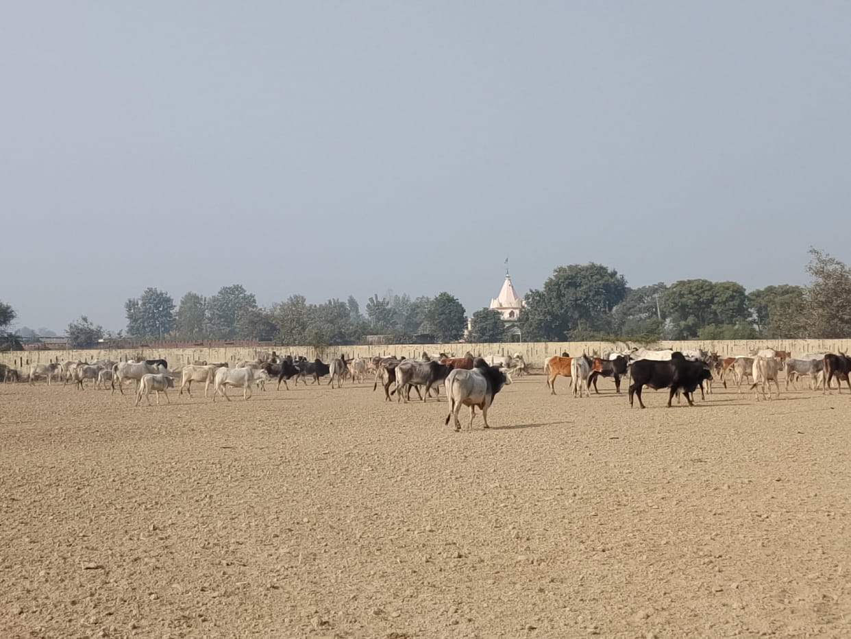 Farmers locked the destitute animals in the mini stadium