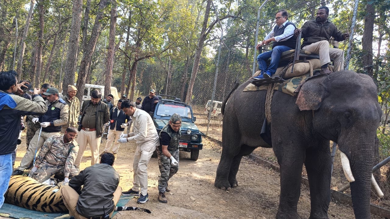 Dreaded tigress hunted a person, rescue is being done through cameras and elephants