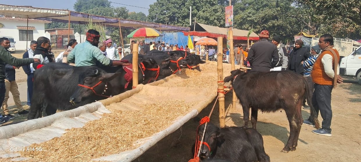 Naini buffalo became the choice in the cattle market of Govind Sahab fair