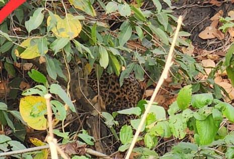 Umaria News: Leopard injured after colliding with train, rescue operation not started even after 8 hours
