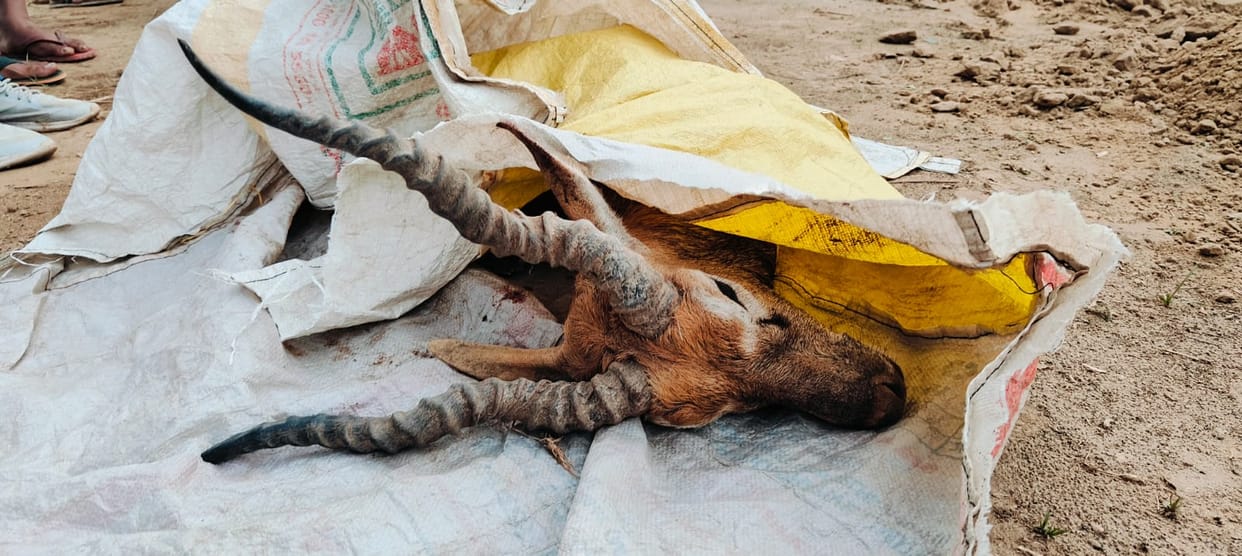 Hunters hunted black deer in village Jandwala Bishnoiya.