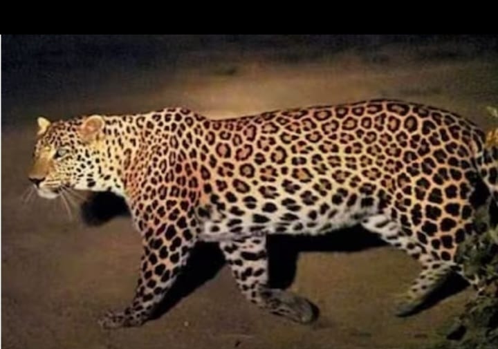Leopard terror in Damog, forest workers are not catching leopards