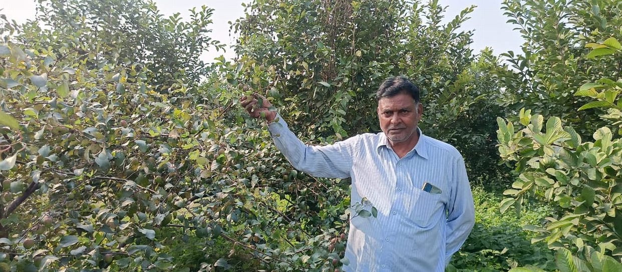 Taiwanese guava changed the fortunes of a progressive farmer