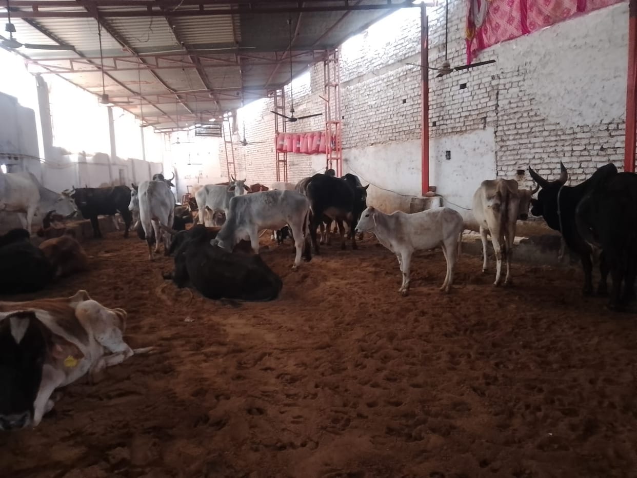There will be no shortage of fodder for 18565 cows of 23 Nandi and Gaushalas.