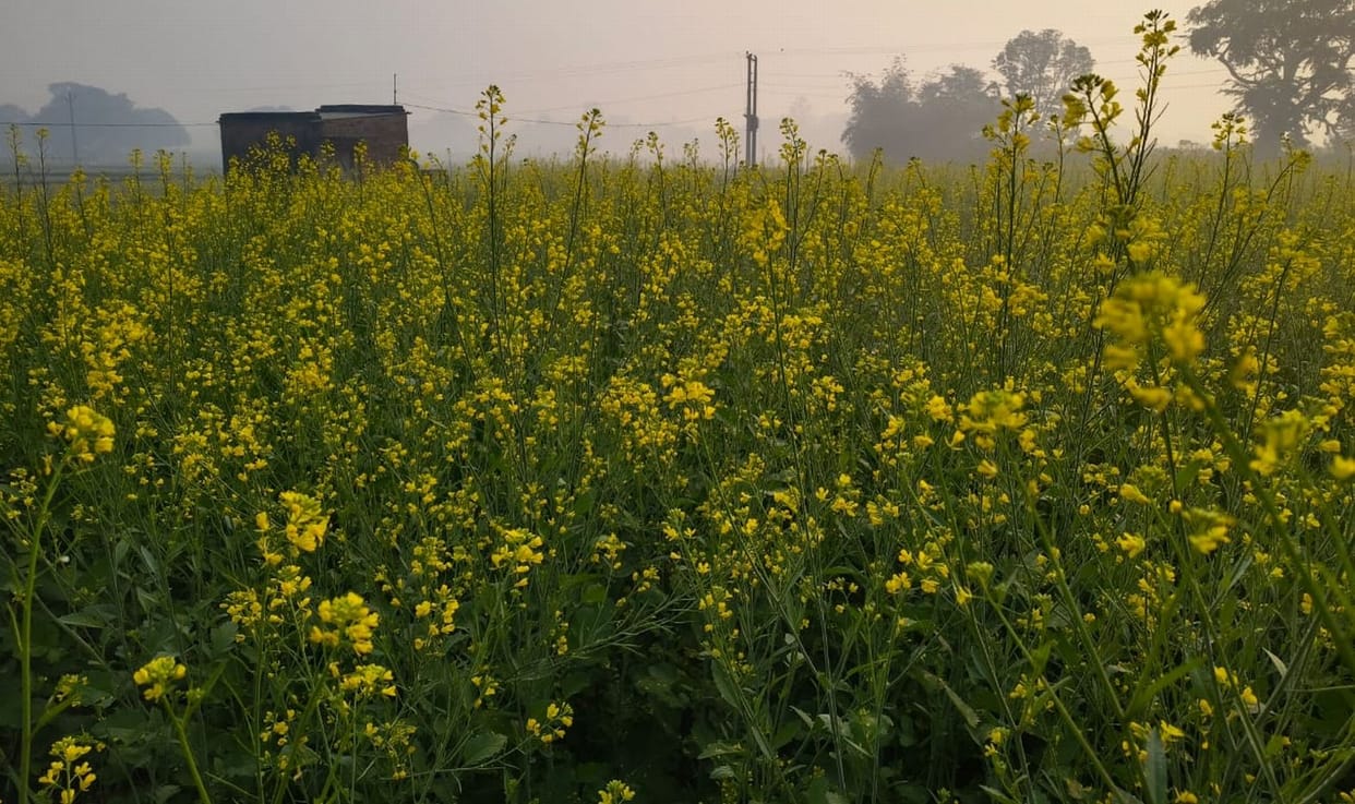 Wheat-mustard crop got life due to drizzle