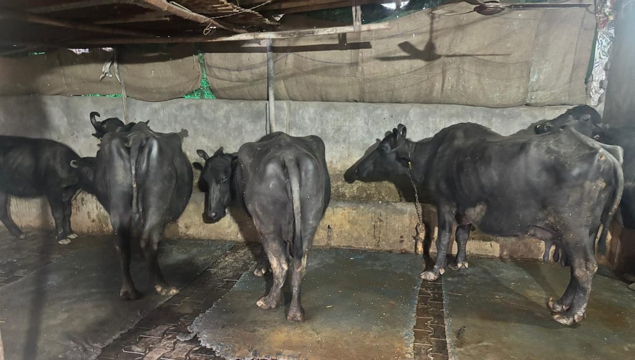 Animals health can deteriorate in cold, care is necessary