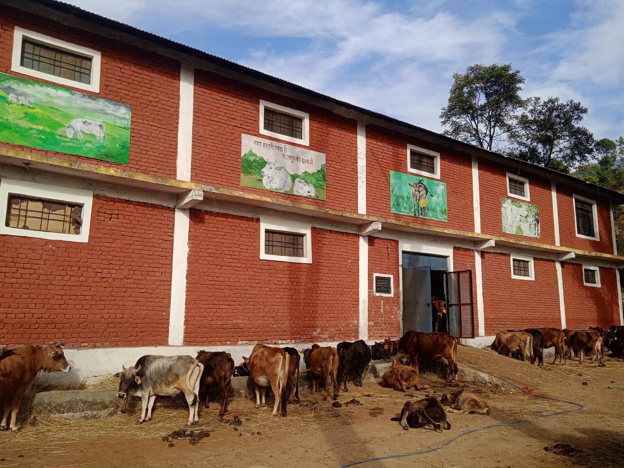 70 cattle are being raised in Bharadu Gausadan with the contribution of donors