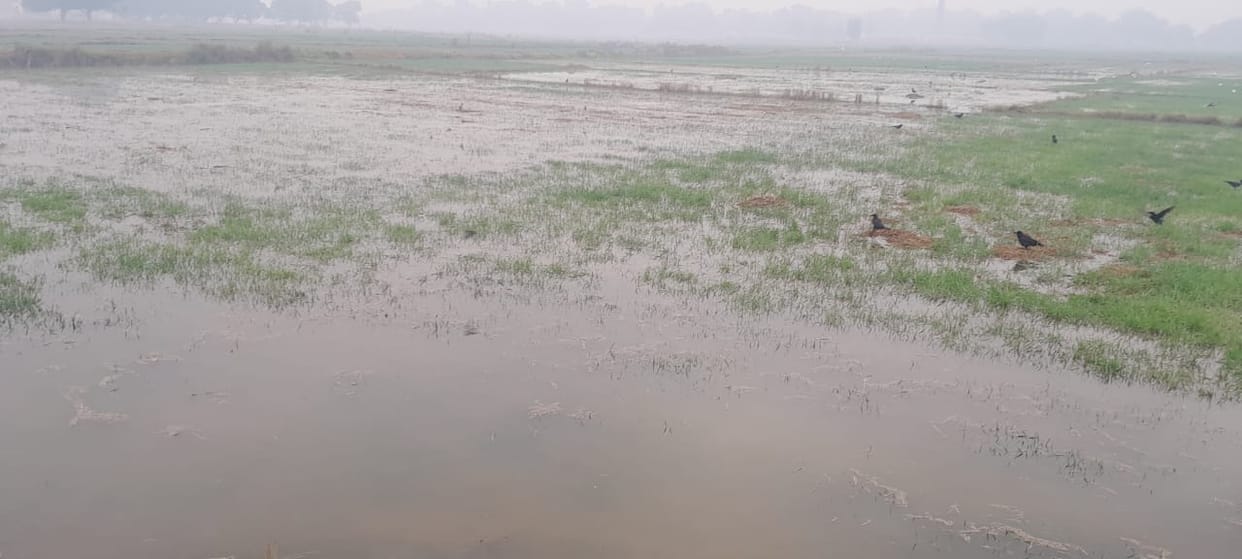 Leak in Saryu canal, five hundred bigha wheat crop drowned