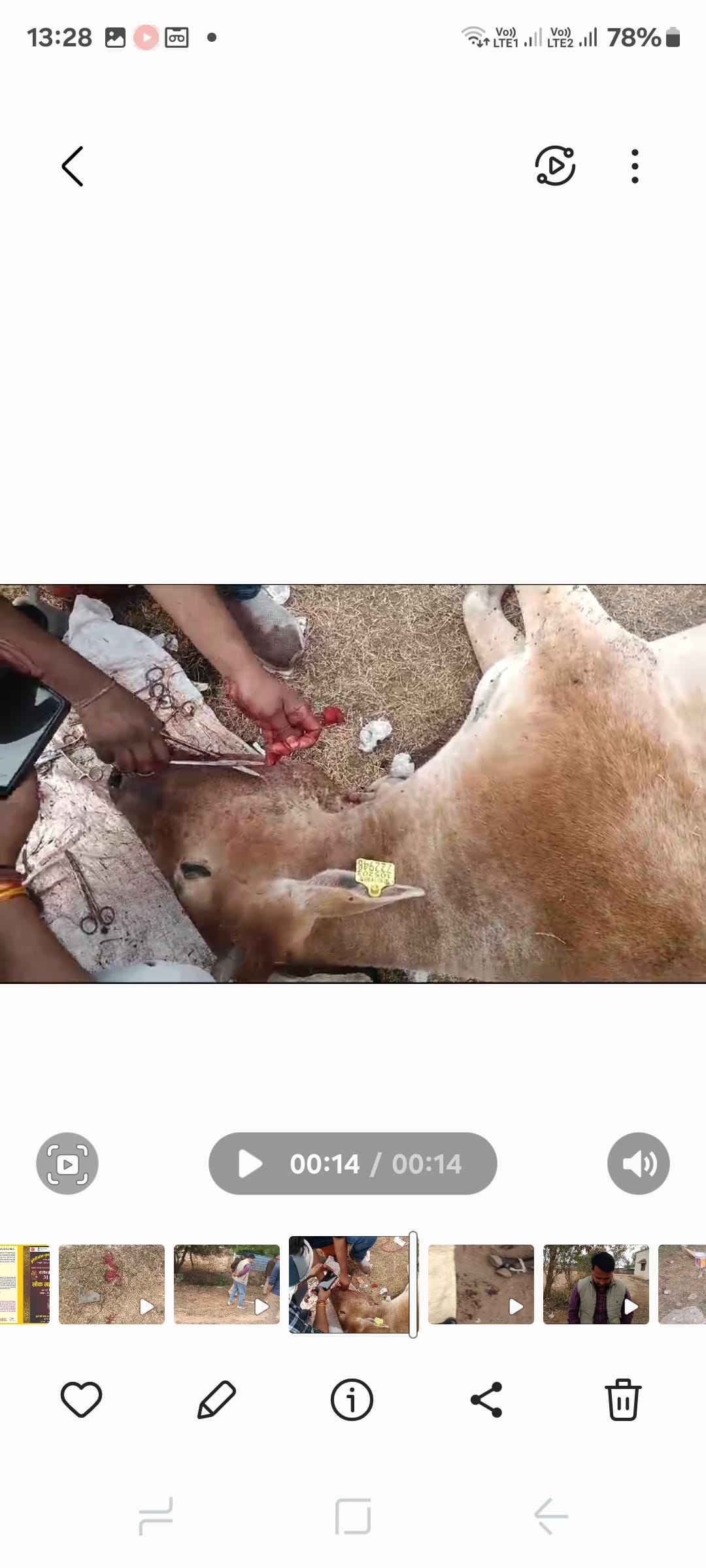 सूअर मार बम