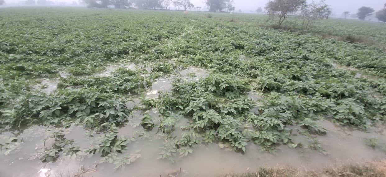 Rain is a boon for wheat, harm to potatoes and chillies.