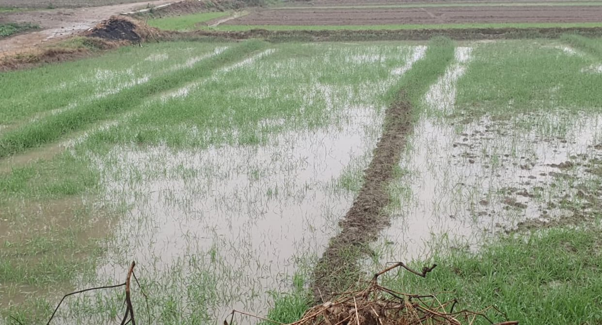 Potato, garlic, mustard crops damaged due to rain, farmers worried