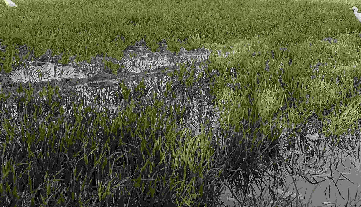The severe cold is beneficial for wheat and mustard crops