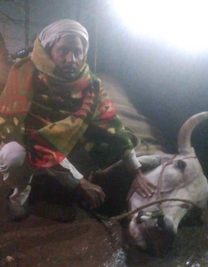 Bull dies due to electric shock