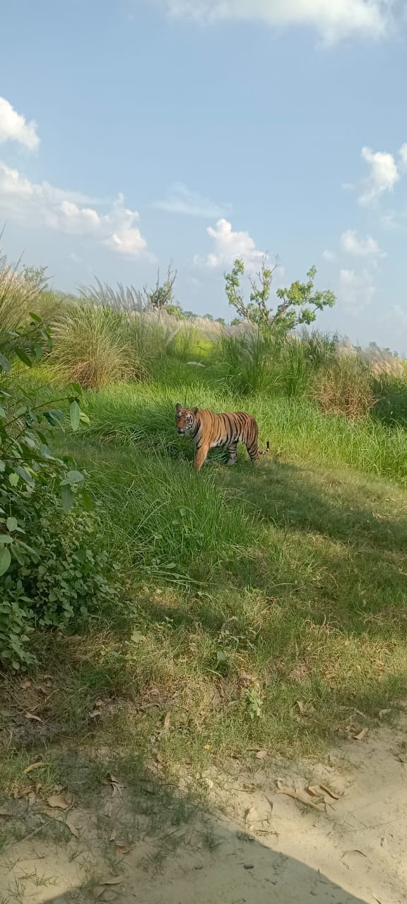 Tourists were thrilled to see three tigers