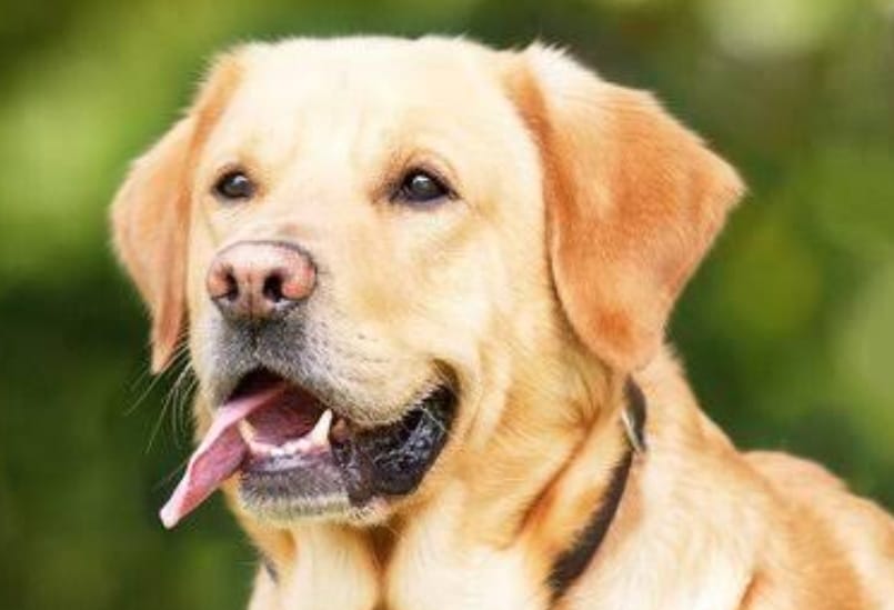 Dog therapy program started at Rajiv Gandhi International Airport in Hyderabad